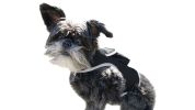 Easy Setup Mini Realtime GPS Pet Tracker Waterproof Tracking Device Size:XXL