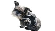 Efficient Pet Tracking w/ GPS GSM Realtime Waterproof Portable Tracker Size:XXL
